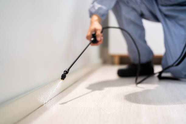 Professional exterminator conducting IPM assessment in Bonham